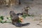 closeup of american squirrels being fed