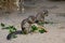 closeup of american squirrels being fed