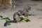 closeup of american squirrels being fed