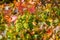 Closeup of American Sweet Gum tree turning colors in the fall, spiky seed pods