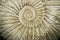 Closeup of ammonite fossil