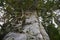 Closeup of ancient Kauri Tree, Great Barrier Island NZ