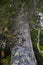 Closeup of ancient Kauri Tree, Great Barrier Island NZ