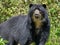 Closeup Andean bear