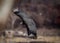 Closeup of an Andean condor captured in movement