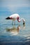 Closeup of an Andean Flamingo in Lake Chaxa near San Pedro de Atacama, Chile. Andean flamingo Phoenicoparrus andinus