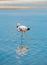 Closeup of an Andean Flamingo in Lake Chaxa near San Pedro de Atacama, Chile. Andean flamingo Phoenicoparrus andinus, Chaxa