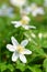 Closeup of anemone flowers in the morning dew