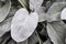 Closeup of angel wings (Senecio candicans)