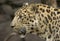 Closeup of an angry hissing Amur leopard under the sunlight with a blurry background