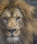 Closeup of a Angry Male Lion - Intense Eyes