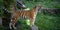 Closeup of an angry roaring Bengal tiger in a zoo in the daylight