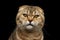 Closeup Angry Scottish fold Cat with cunning eyes Isolated Black
