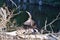 Closeup of Anhinga (Anhinga anhinga) with spread wings next to lakeshore