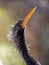 Closeup of an Anhinga with blurred background