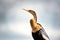 A closeup of an anhinga or snake bird.