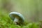 Closeup of an aniseed funnel mushroom (Clitocybe odora)