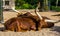 Closeup of a ankole watusi couple sleeping together, tropical cow breed with large horns from America