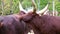 Closeup of a ankole watusi grooming the other one, Social and intimate animal behavior
