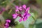 Closeup of Annual honesty flowers in a field under the sunlight with a blurry background