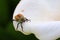 Closeup of an anomala dubia crawling on a white flower petal