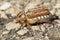 Closeup of an Anoxia orientalis scarab beetle
