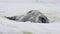 Closeup Antarctic Cute Weddell Seal