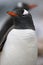 Closeup Antarctic Gentoo penguin