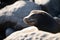 Closeup of antarctic seal. Sea Lions at ocean. Fur seal colony, arctocephalus pusillus.