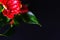 Closeup of anthurium blossom, red anthurium on a black background.