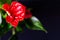 Closeup of anthurium blossom, red anthurium on a black background.