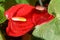 Closeup of Anthurium Flower