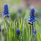 Closeup ants and bees on first purple spring flowers Muscari