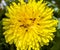 Closeup of ants crawling through a dandelion head