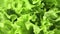 Closeup appetizing fresh rotating green lettuce curved leaves summer seasonal natural harvest