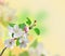 Closeup of Apple blossoms over nature background