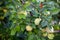 Closeup of apple quince fruits among lush green foliage on tree branches in autumnal park. Organic gardening. Fresh quinces on tre