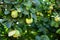 Closeup of apple quince fruits among lush green foliage on tree branches in autumnal park. Organic gardening. Fresh quinces on tre