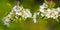 closeup apple tree branch in blossom