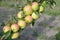 Closeup apples grow tightly on the branch