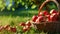 Closeup of Apples in a Wicker Basket in a Garden AI Generated