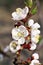 Closeup apricot flowers bloom