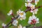 Closeup apricot tree branch in blossom