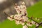 closeup apricot tree branch in blossom