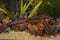 Closeup of an aquatic , colorful male Japanese firebelied newt, Cynops pyrrhogaster