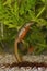 Closeup on an aquatic colorful orange bellied female Iberian newt, Lissotriton boscai underwater