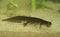 Closeup on an aquatic crested male European common smooth newt, Lissotriton vulgaris underwater