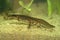 Closeup on an aquatic crested male European common smooth newt, Lissotriton vulgaris underwater