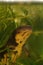 Closeup on an aquatic endangered Japanese Riu Kiu sword-tailed newt, Cynops ensicauda ensicauda