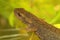 Closeup of an aquatic female BoscÃ¡`s or Iberian newt, Lissotrit